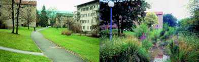 Bekkeåpning i Zürich