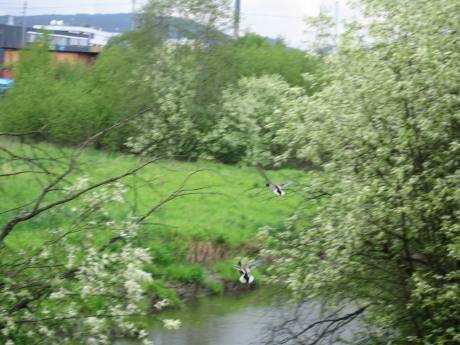 Smalvollen