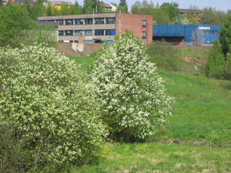 Smalvollen