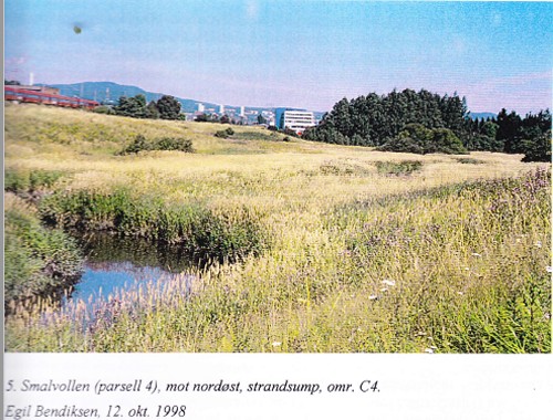 Flora og vegetasjon - Smalvollen